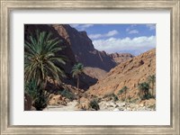 Framed Palm Trees and Creekbed Below Limestone Cliffs, Morocco