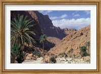 Framed Palm Trees and Creekbed Below Limestone Cliffs, Morocco