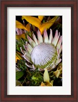 Framed Queen Protea, Kwazulu Natal, South Africa