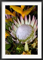 Framed Queen Protea, Kwazulu Natal, South Africa