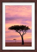 Framed Pair of Accasia Trees at dawn, Masai Mara, Kenya