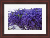 Framed Plumbago Shrub, Paul Kruger's House, Pretoria, Gauteng, South Africa