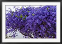 Framed Plumbago Shrub, Paul Kruger's House, Pretoria, Gauteng, South Africa