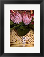 Framed Queen Protea and Heliconia, Umhlanga Rocks, Durban, Kwazulu Natal, South Africa