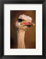 Framed Namibia, Common Ostrich bird