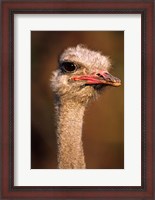 Framed Namibia, Common Ostrich bird