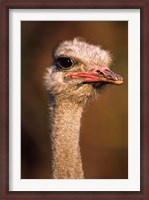 Framed Namibia, Common Ostrich bird