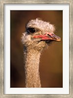 Framed Namibia, Common Ostrich bird