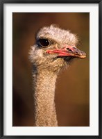 Framed Namibia, Common Ostrich bird