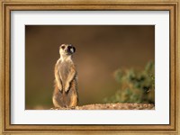 Framed Namibia, Keetmanshoop, Meerkat, mongoose standing up, Namib Desert