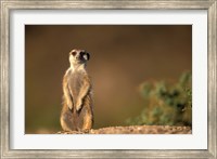 Framed Namibia, Keetmanshoop, Meerkat, mongoose standing up, Namib Desert