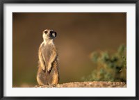 Framed Namibia, Keetmanshoop, Meerkat, mongoose standing up, Namib Desert