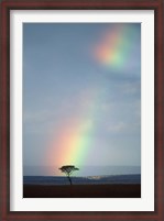 Framed Rainbow Forms Amid Rain Clouds, Masai Mara Game Reserve, Kenya