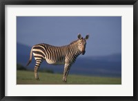 Framed Rare Cape Mountain Zebra, South Africa