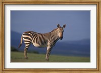 Framed Rare Cape Mountain Zebra, South Africa