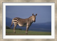 Framed Rare Cape Mountain Zebra, South Africa