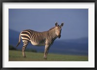 Framed Rare Cape Mountain Zebra, South Africa