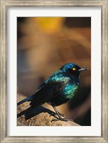 Framed Namibia. Lesser Blue-eared Glossy Starling bird