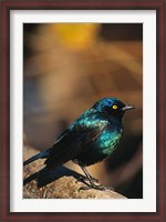 Framed Namibia. Lesser Blue-eared Glossy Starling bird