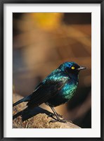 Framed Namibia. Lesser Blue-eared Glossy Starling bird