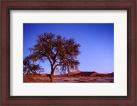 Framed Namibia, Namib Naukluft NP, Sossusvlei desert, Tree