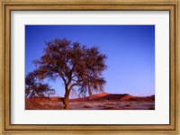 Framed Namibia, Namib Naukluft NP, Sossusvlei desert, Tree