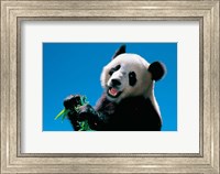 Framed Panda Eating Bamboo, Wolong, Sichuan, China