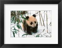 Framed Panda Cub on Snow, Wolong, Sichuan, China