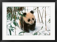 Framed Panda Cub on Snow, Wolong, Sichuan, China