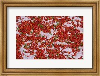 Framed Red Chili Drying in the Midday Sun, Madagascar