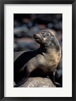 Framed Namibia, Cape Cross Seal Reserve, Fur Seal