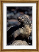 Framed Namibia, Cape Cross Seal Reserve, Fur Seal