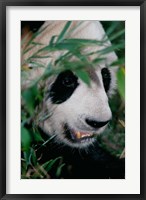 Framed Panda, Wolong, Sichuan, China