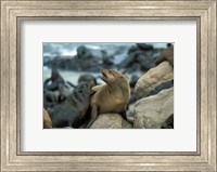 Framed Namibia, Cape Cross Seal Reserve, Two Fur Seals on rocks