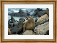 Framed Namibia, Cape Cross Seal Reserve, Two Fur Seals on rocks