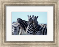 Framed Plains Zebra Side By Side, Etosha National Park, Namibia