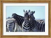 Framed Plains Zebra Side By Side, Etosha National Park, Namibia