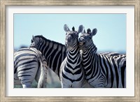 Framed Plains Zebra Side By Side, Etosha National Park, Namibia