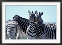 Framed Plains Zebra Side By Side, Etosha National Park, Namibia