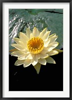 Framed Night Lily, Okavango Delta, Botswana