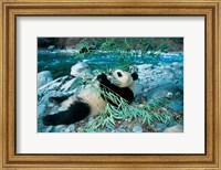 Framed Panda Eating Bamboo by Riverbank, Wolong, Sichuan, China