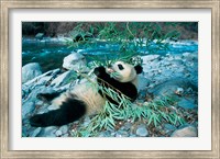 Framed Panda Eating Bamboo by Riverbank, Wolong, Sichuan, China