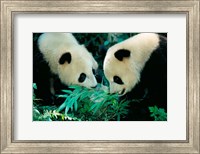 Framed Pandas Eating Bamboo, Wolong, Sichuan, China