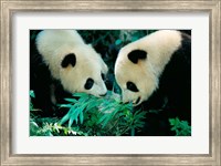Framed Pandas Eating Bamboo, Wolong, Sichuan, China