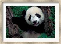 Framed Panda Cub with Tree, Wolong, Sichuan Province, China