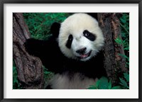 Framed Panda Cub with Tree, Wolong, Sichuan Province, China