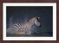 Framed Plains Zebras Splash Through Mara River, Masai Mara Game Reserve, Kenya