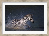 Framed Plains Zebras Splash Through Mara River, Masai Mara Game Reserve, Kenya