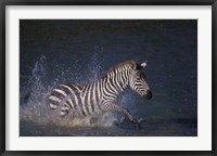 Framed Plains Zebras Splash Through Mara River, Masai Mara Game Reserve, Kenya