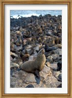 Framed Namibia, Cape Cross Seal Reserve, Fur Seals on shore